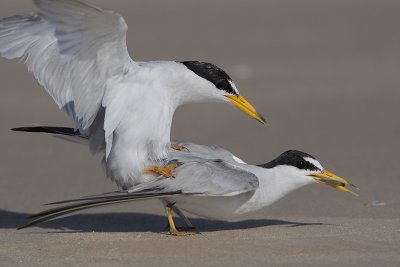 Least Tern