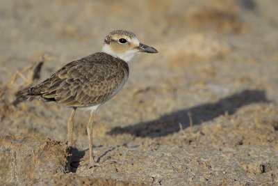 Wilson's Plover