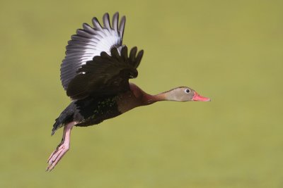 Black-bellied Whistling-Duck