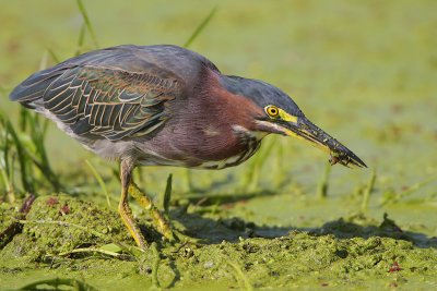 Green Heron