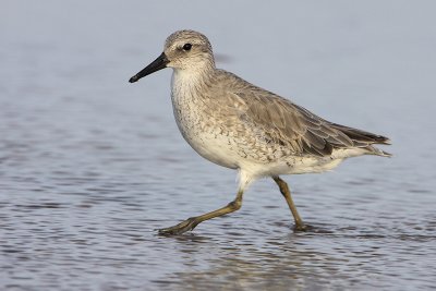 Red Knot