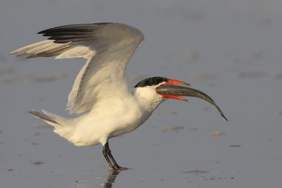 Caspian Tern