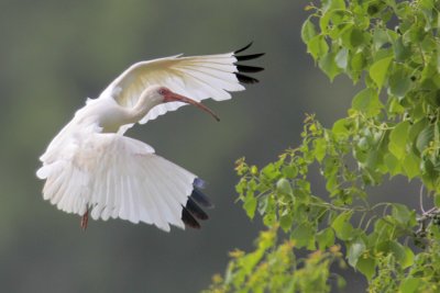 White Ibis