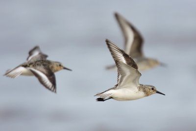 Sanderling