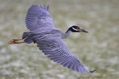 Yellow-crowned Night-Heron