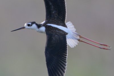 Black-necked Stilt