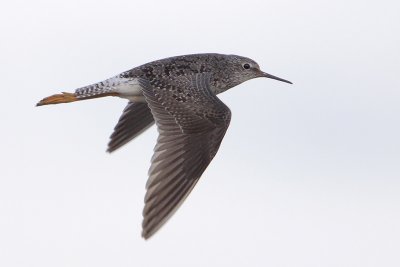 Lesser Yellowlegs