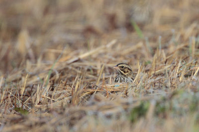 Savannah Sparrow