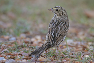 Savannah Sparrow