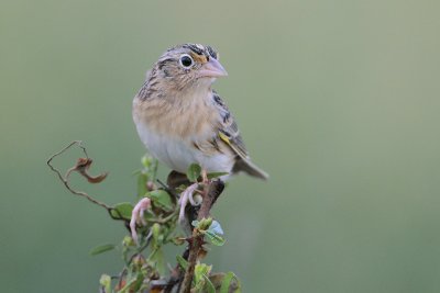 Grasshopper Sparrow