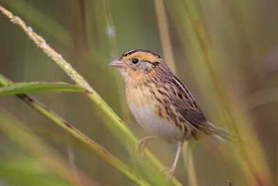 LeConte's Sparrow