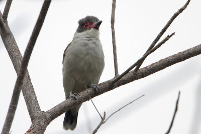 Masked Tityra