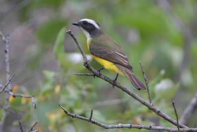 Social Flycatcher