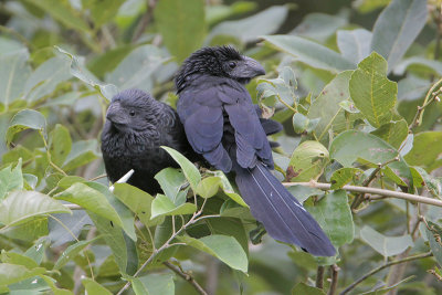 Groove-billed Ani
