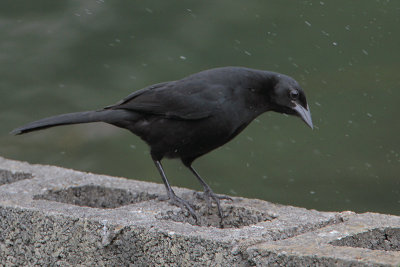 Melodious Blackbird