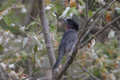 Rose-throated Becard