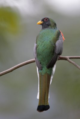 Elegant Trogon