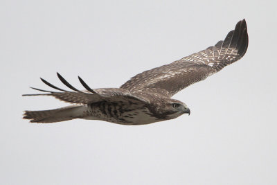 Red-tailed Hawk