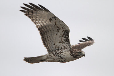 Red-tailed Hawk