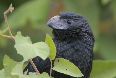 Groove-billed Ani