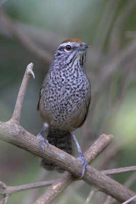 Spot-breasted Wren