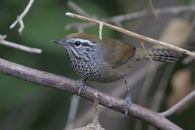 Spot-breasted Wren