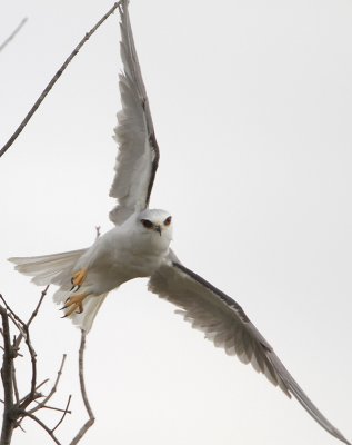 White-tailed Kite