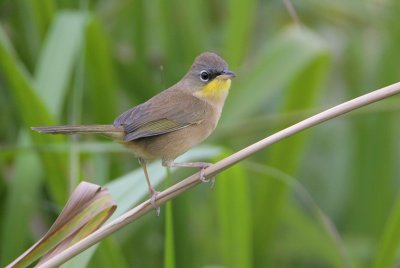 Gray-crowned Yellowthroat