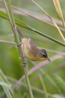 Gray-crowned Yellowthroat