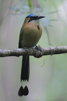 Blue-crowned Motmot