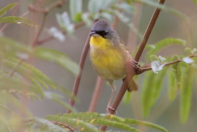 Gray-crowned Yellowthroat