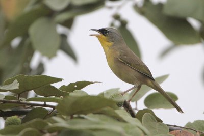 Gray-crowned Yellowthroat