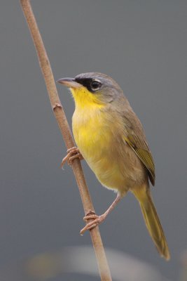 Gray-crowned Yellowthroat