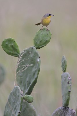 Gray-crowned Yellowthroat