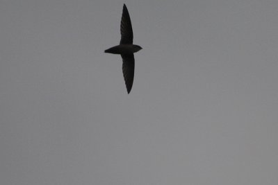 Vaux's Swift