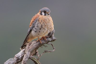 American Kestrel