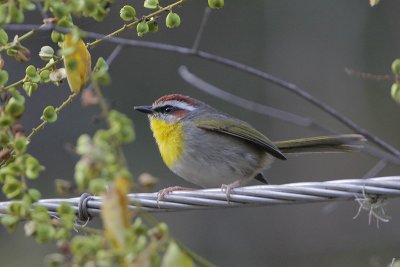 Rufous-capped Warbler