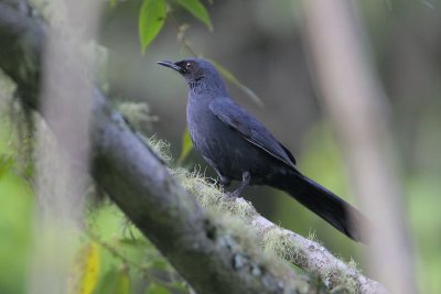 Blue Mockingbird