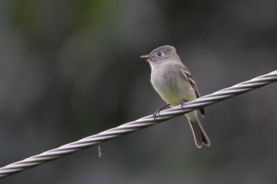 Least Flycatcher