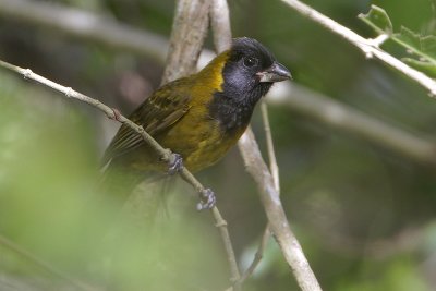 Crimson-collared Grosbeak