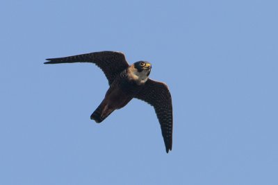 Bat Falcon