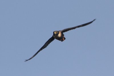 Bat Falcon