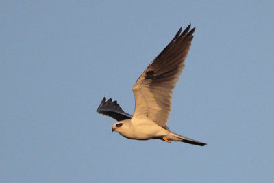 White-tailed Kite