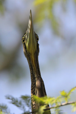 Bare-throated Tiger-Heron