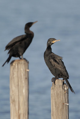 Neotropic Cormorant