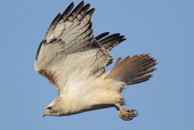 Red-tailed Hawk