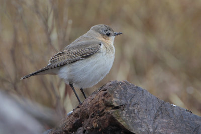 Northern Wheatear