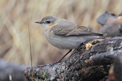 Northern Wheatear