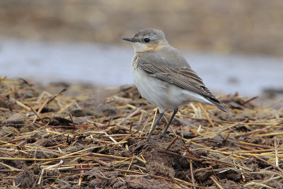 Northern Wheatear