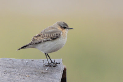 Northern Wheatear